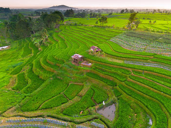 High angle view of agricultural field