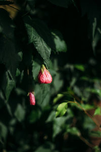 Close-up of red rose