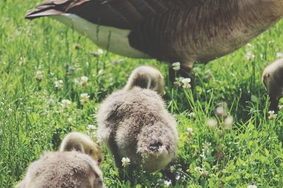 Sheep in a field