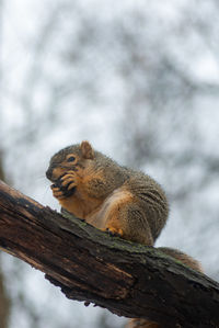 Low angle view of squirrel on tree