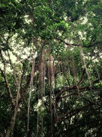 Trees in forest