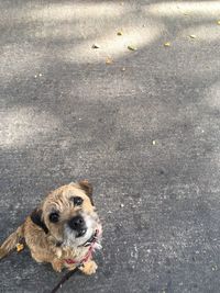 Portrait of dog on road