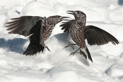  birds fighting in snow