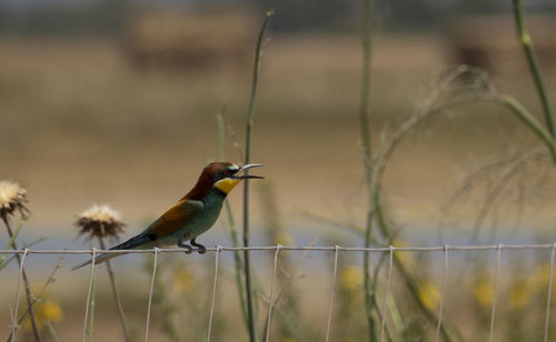 Close-up of bird perching on a land