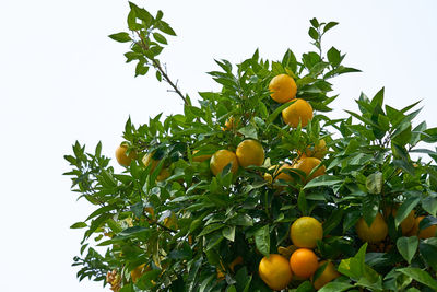Low angle view of oranges growing on tree against sky