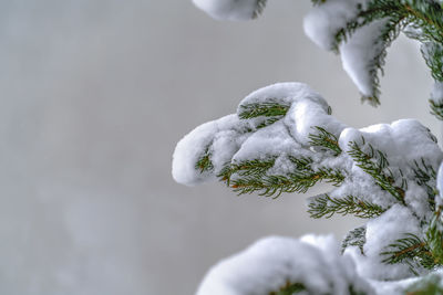 Close-up of snow on plant