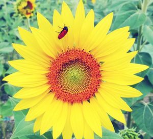 Close-up of honey bee on sunflower