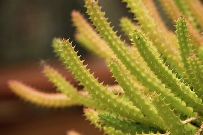 Close-up of succulent plant