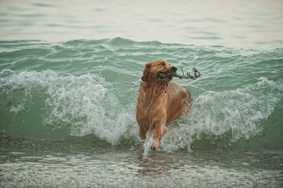 Dog running in sea