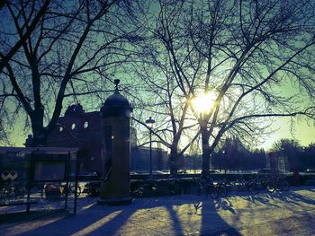 Sun shining through bare trees