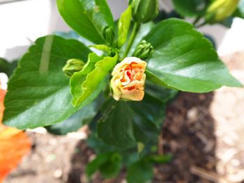 Close-up of ladybug on plant