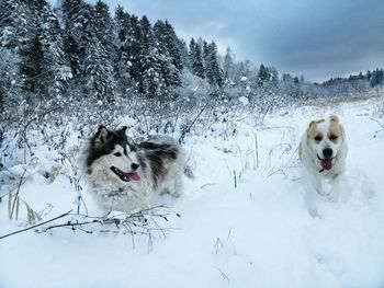 Dogs in snow