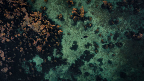 Aerial view of scuba diver swimming in sea