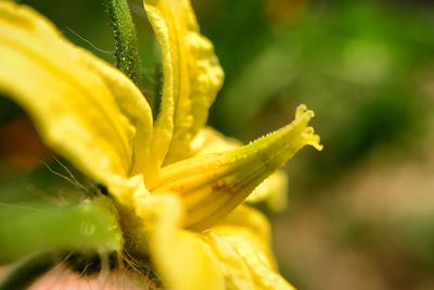 Close-up of yellow flower blooming outdoors