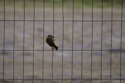 Bird perching on wall