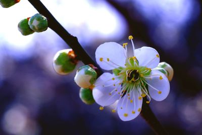 Close-up of white cherry blossom tree