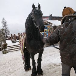 Horse standing on snow field against sky during winter