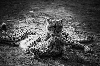 Portrait of lion lying on field
