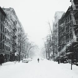 Snow covered trees