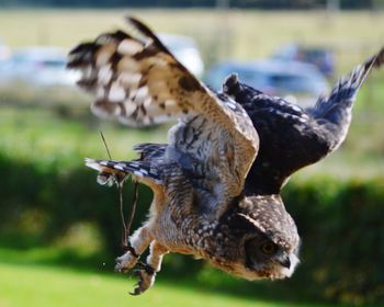 Close-up of bird flying