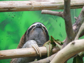 Close-up of sloth climbing on bamboo at zoo