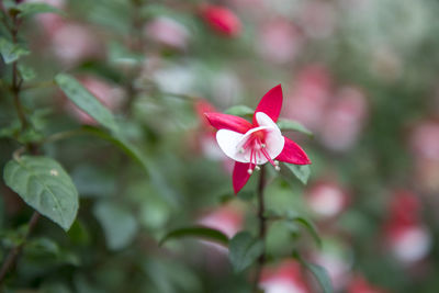 Close-up of pink flowering plant