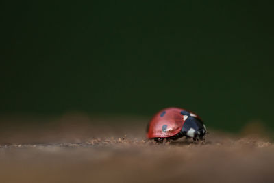 Close-up of ladybug