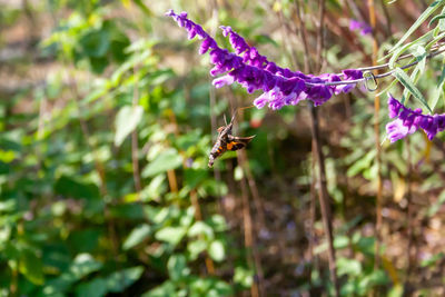 Close-up of bee pollinating on purple flower