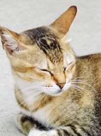 Close-up of a cat sleeping