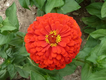 Directly above shot of orange flower blooming outdoors