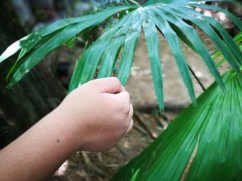 Close-up of hand holding leaves