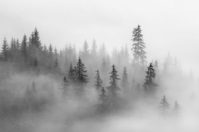 Abstract landscape in the mountains, with fog in the forest in rodnei mountains 