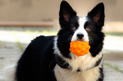 Close-up portrait of black dog