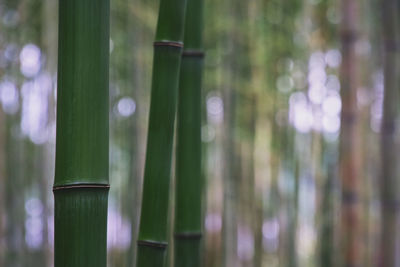 Close-up of bamboo plants in forest