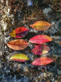 High angle view of autumn leaves on rock