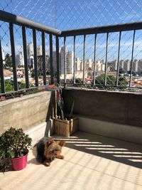 View of a dog looking through window