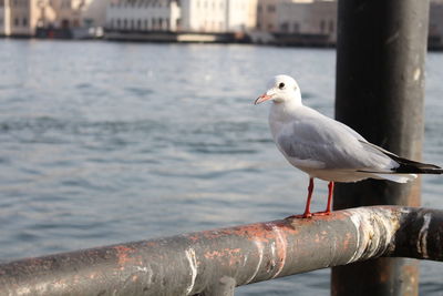 Seagull perching on railing