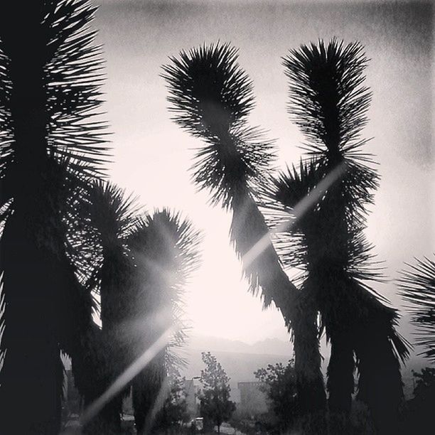 palm tree, tree, low angle view, silhouette, tranquility, growth, sky, tree trunk, beauty in nature, sun, nature, sunset, coconut palm tree, scenics, tranquil scene, palm leaf, sunlight, tall - high, branch, outdoors