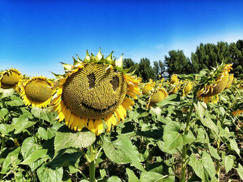 Sunflowers growing in field against clear sky
