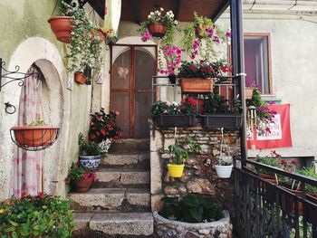 Potted plants outside building