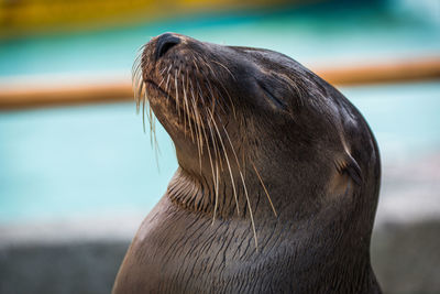 Close-up od sea lion with eyes closed