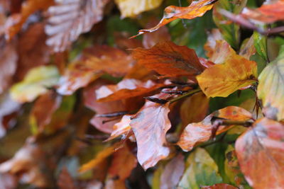 Close-up of dried leaves on plant