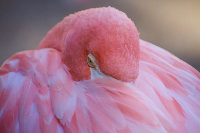 Pink flamingo 