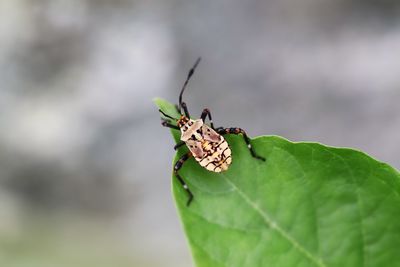 Close-up of insect on plant