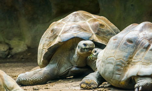 View of turtle in zoo