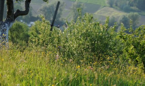 Plants and trees growing in water