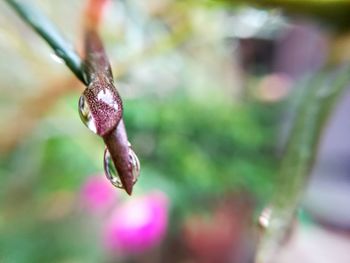 Close-up of snow on plant