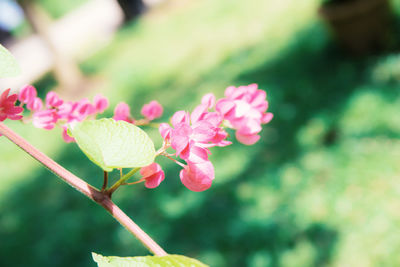 Close-up of pink flowering plant