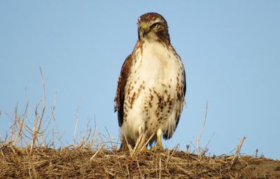 Close-up of hawk against clear sky