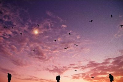 Low angle view of silhouette birds flying against sky